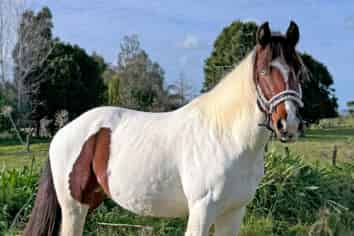 204b Waitakere Road, Waitakere