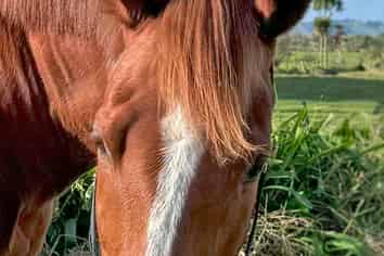 204b Waitakere Road, Waitakere
