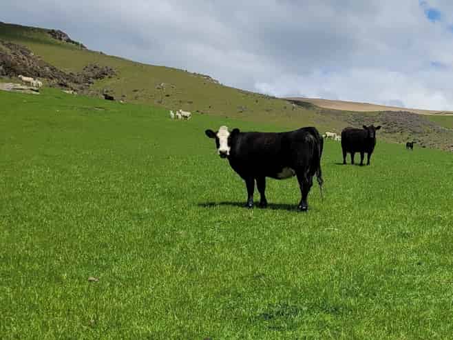 980 Moa Flat Road, Moa Flat