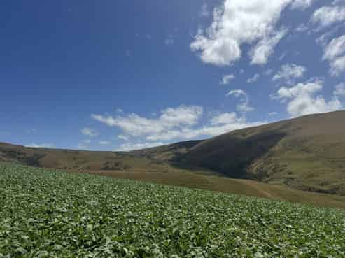 980 Moa Flat Road, Moa Flat