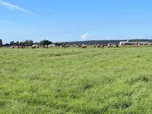 480 Forest Road, Bulls