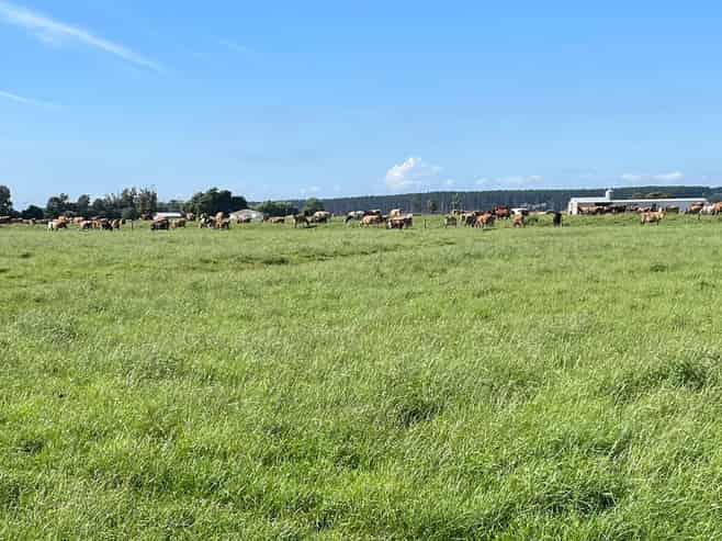 480 Forest Road, Bulls