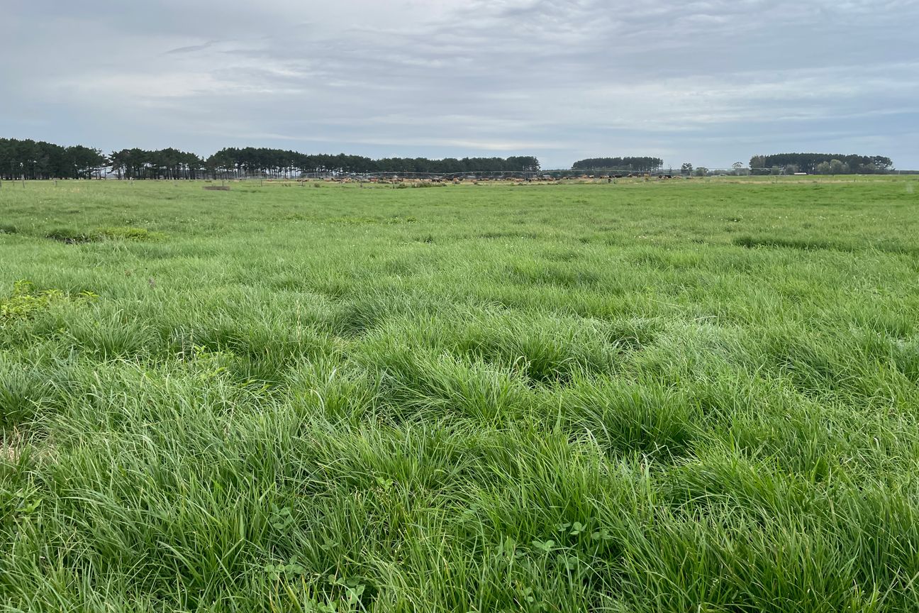 Summer Grass Factory - Fler