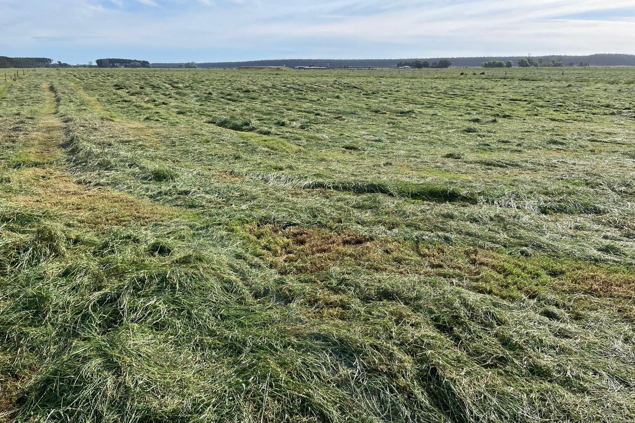 Summer Grass Factory - Bild 6