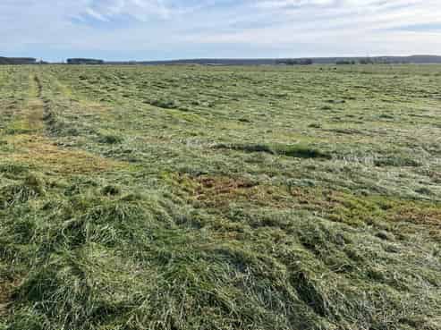 480 Forest Road, Bulls