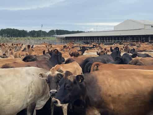 480 Forest Road, Bulls