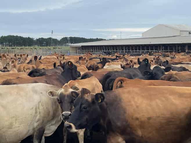 480 Forest Road, Bulls