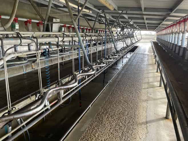 480 Forest Road, Bulls