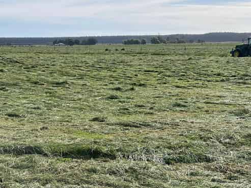 480 Forest Road, Bulls