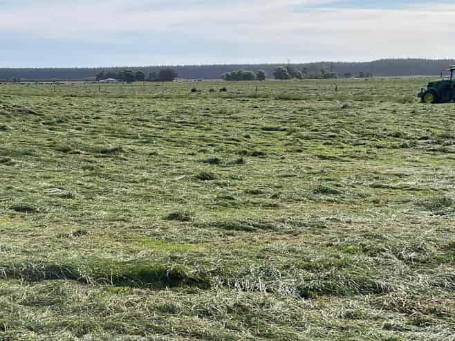 480 Forest Road, Bulls