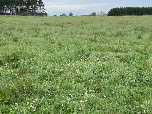 480 Forest Road, Bulls