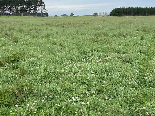 480 Forest Road, Bulls