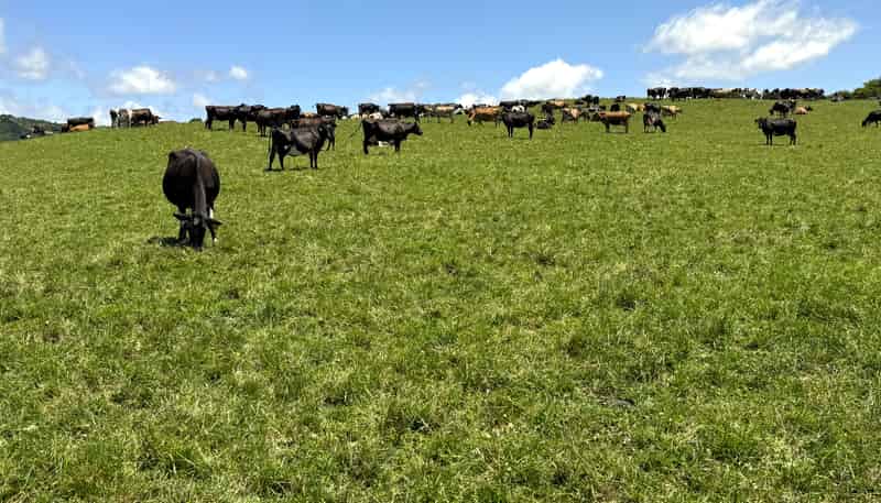 219 Waitomo Valley Road, Otorohanga