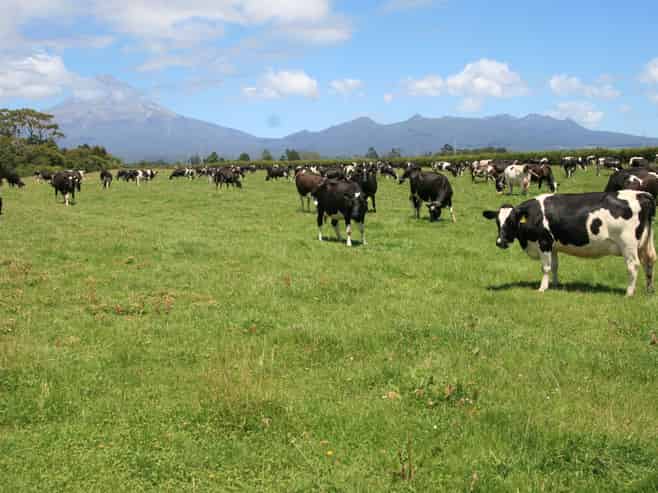 50 Bedford Road North, Inglewood