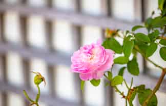 5 Winning Terrace, Dinsdale