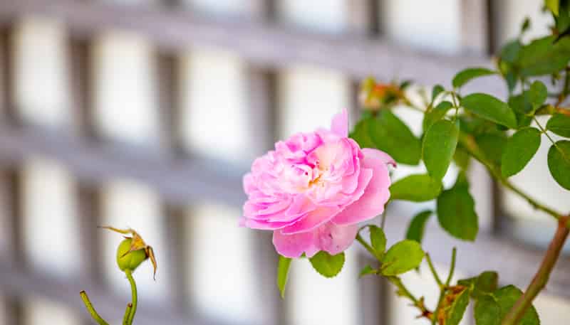 5 Winning Terrace, Dinsdale