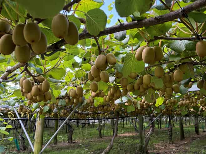 5 Selwyn Road, Poroporo