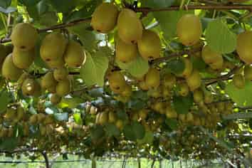 5 Selwyn Road, Poroporo