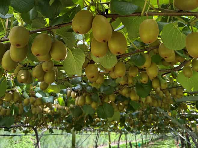 5 Selwyn Road, Poroporo