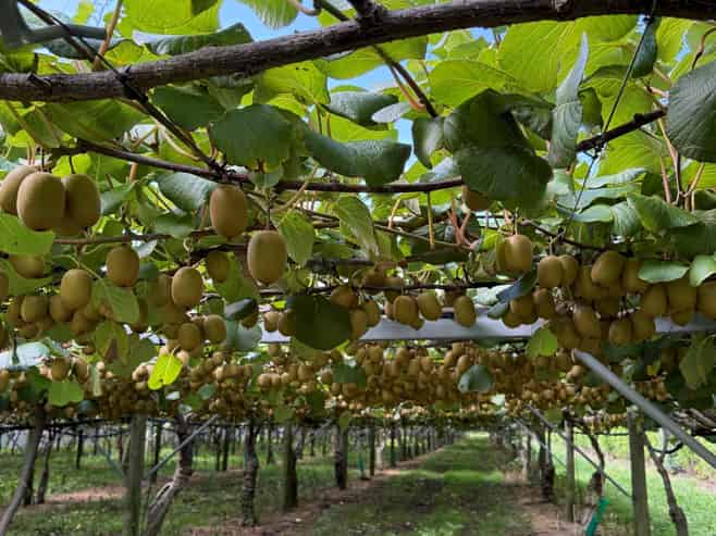 5 Selwyn Road, Poroporo