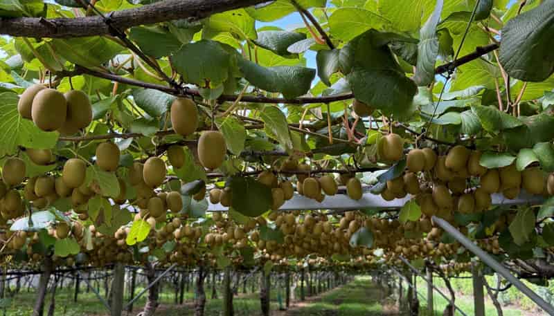 5 Selwyn Road, Poroporo