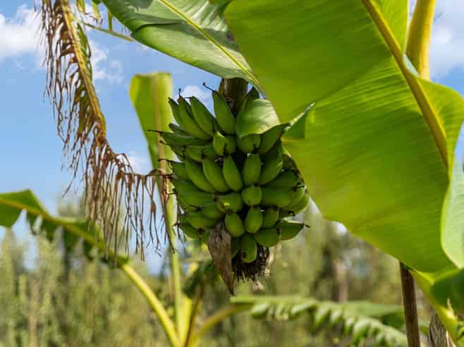 15 Snooks Road, Maungatapere