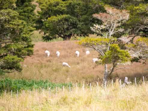 78 Prictor Road, Wellsford