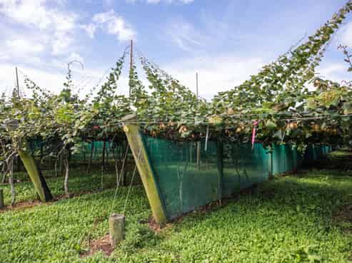 163C Western Drain Road, Edgecumbe