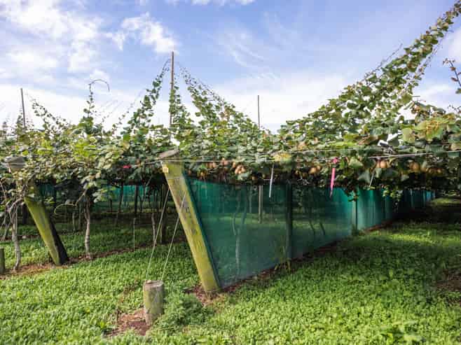 163C Western Drain Road, Edgecumbe