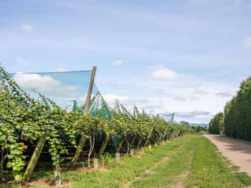 163C Western Drain Road, Edgecumbe