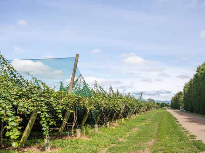 163C Western Drain Road, Edgecumbe