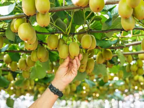 163C Western Drain Road, Edgecumbe