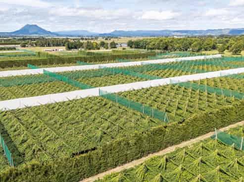 163C Western Drain Road, Edgecumbe