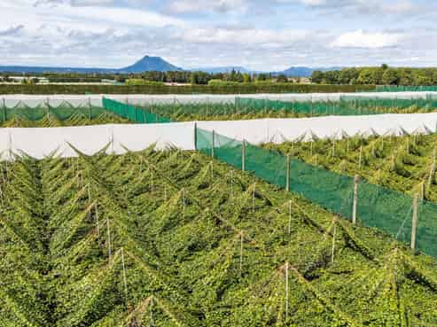 163C Western Drain Road, Edgecumbe