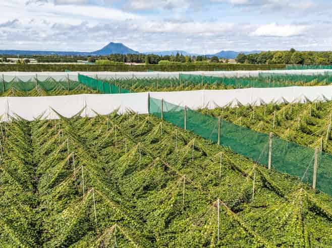 163C Western Drain Road, Edgecumbe