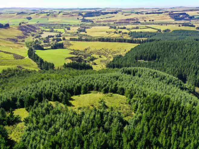 Bushy Creek Road, Ngapara