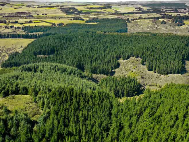 Bushy Creek Road, Ngapara