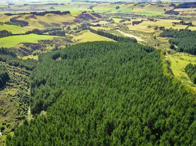 Bushy Creek Road, Ngapara