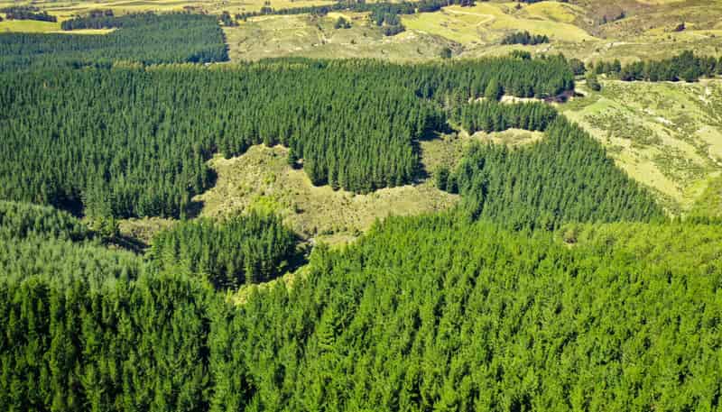 Bushy Creek Road, Ngapara