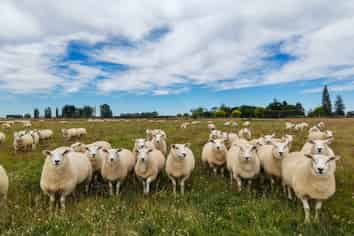 310 Drummond Oreti Road, Oreti Plains