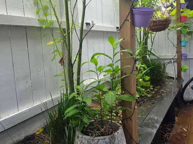 276B Pakuranga Road, Pakuranga Heights