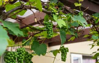 40 Greig Place, Pukekohe