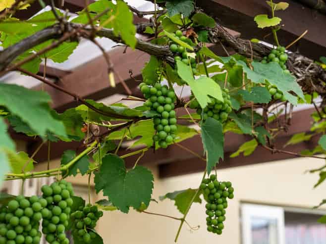 40 Greig Place, Pukekohe