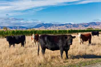 167 Hammerichs Road, Rapaura