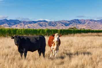 167 Hammerichs Road, Rapaura