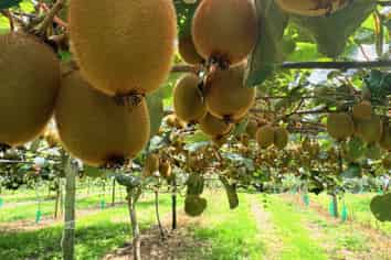 155 Mystery Valley Road, Paengaroa