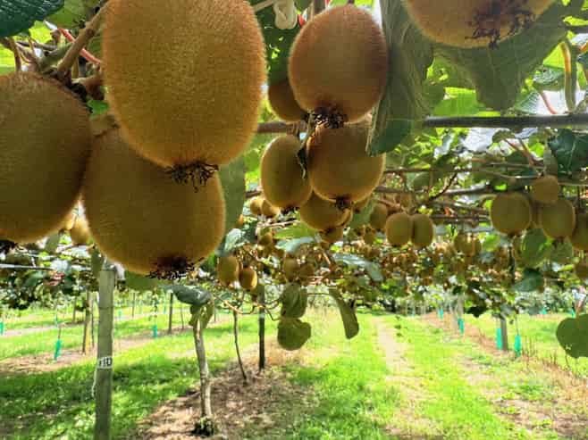 155 Mystery Valley Road, Paengaroa