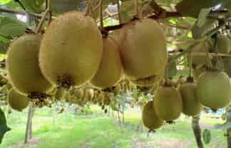 155 Mystery Valley Road, Paengaroa