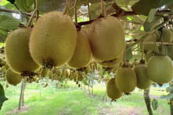 155 Mystery Valley Road, Paengaroa