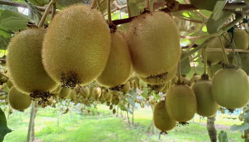 155 Mystery Valley Road, Paengaroa